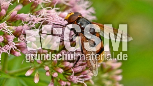 Hornissen-Schwebfliege (1).jpg